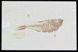 Detailed Diplomystus Fish Fossil From Wyoming #32735-1